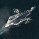 Illustration for article titled How Blue Whales Are Able to Maintain Their Monstrous Size